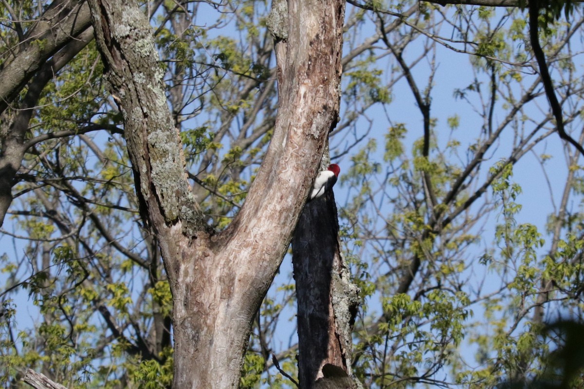Red-headed Woodpecker - ML573388391
