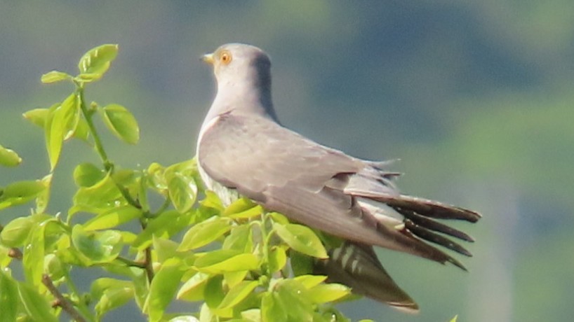 Common Cuckoo - ML573389741