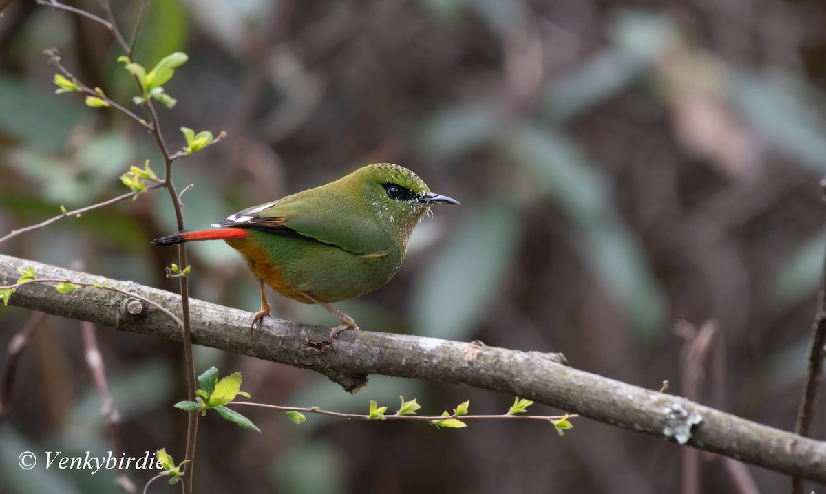 Fire-tailed Myzornis - ML573392731