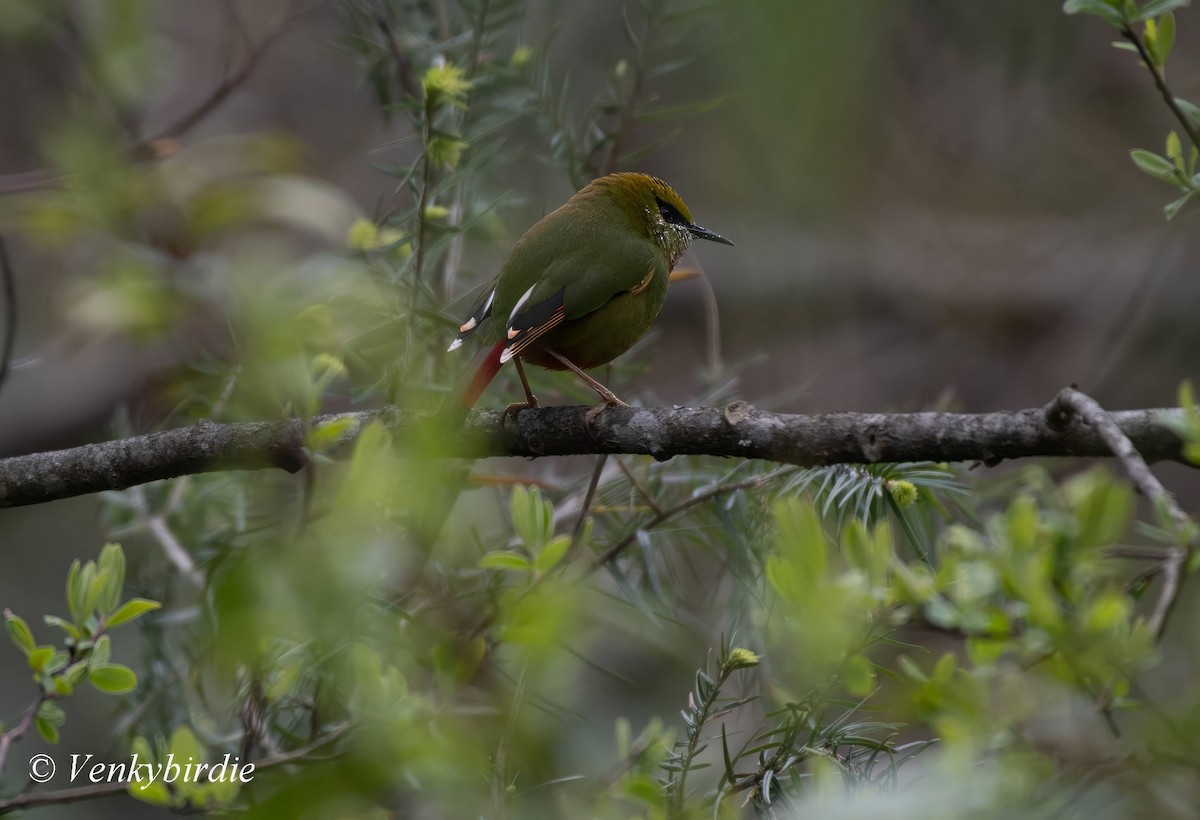 Fire-tailed Myzornis - ML573392751