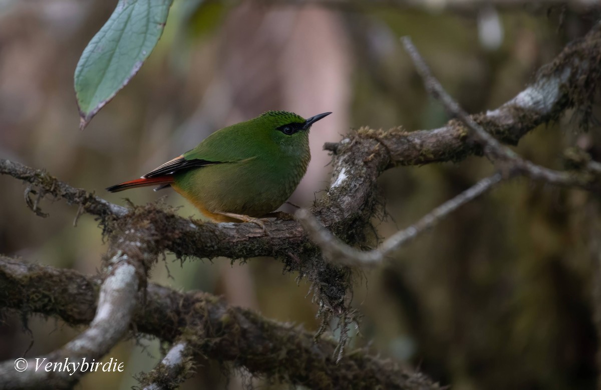 Fire-tailed Myzornis - ML573392761