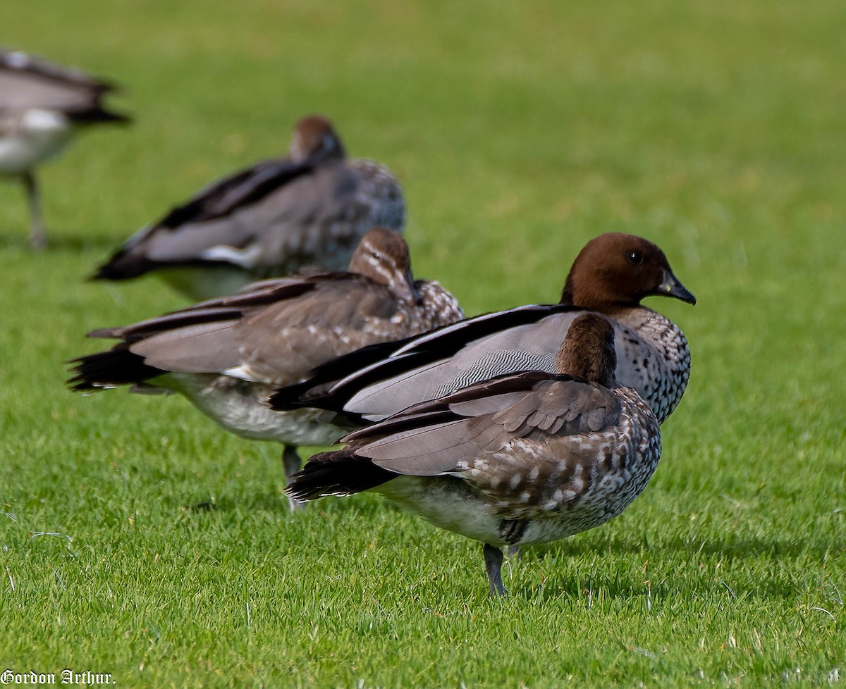 eBird Checklist - 17 May 2023 - Swansea - 29 species