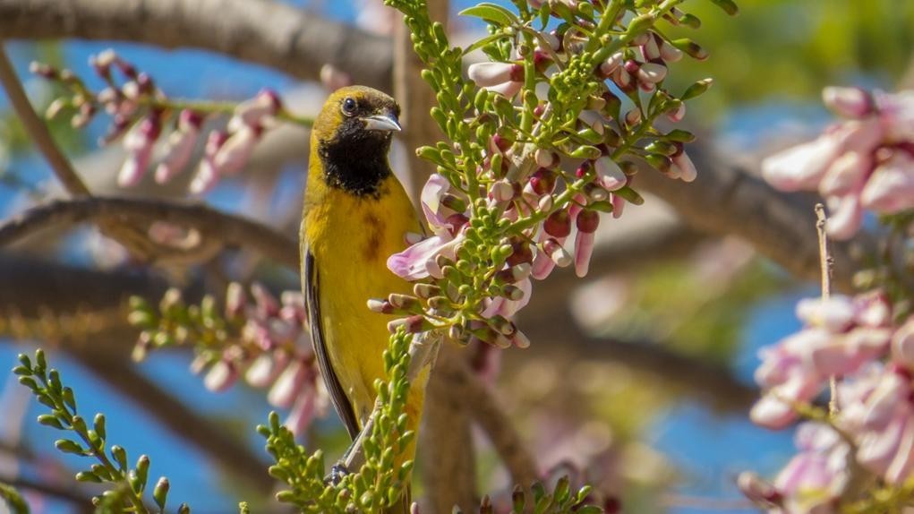 Orchard Oriole - ML57339611