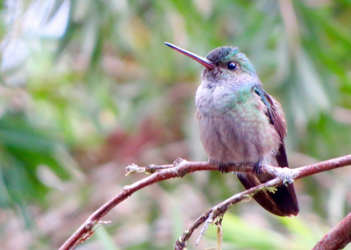 Charming Hummingbird - ML57339961
