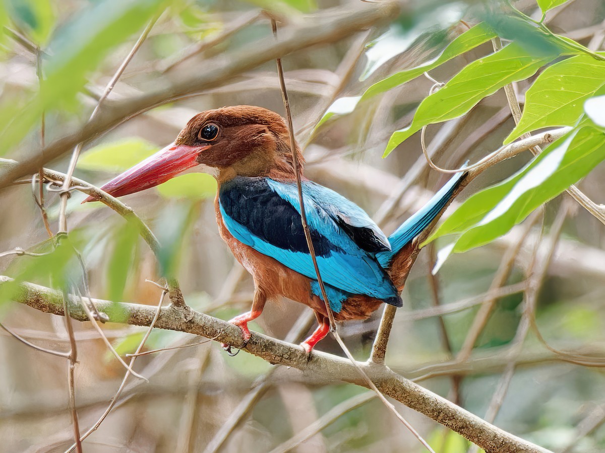 Brown-breasted Kingfisher - ML573399741