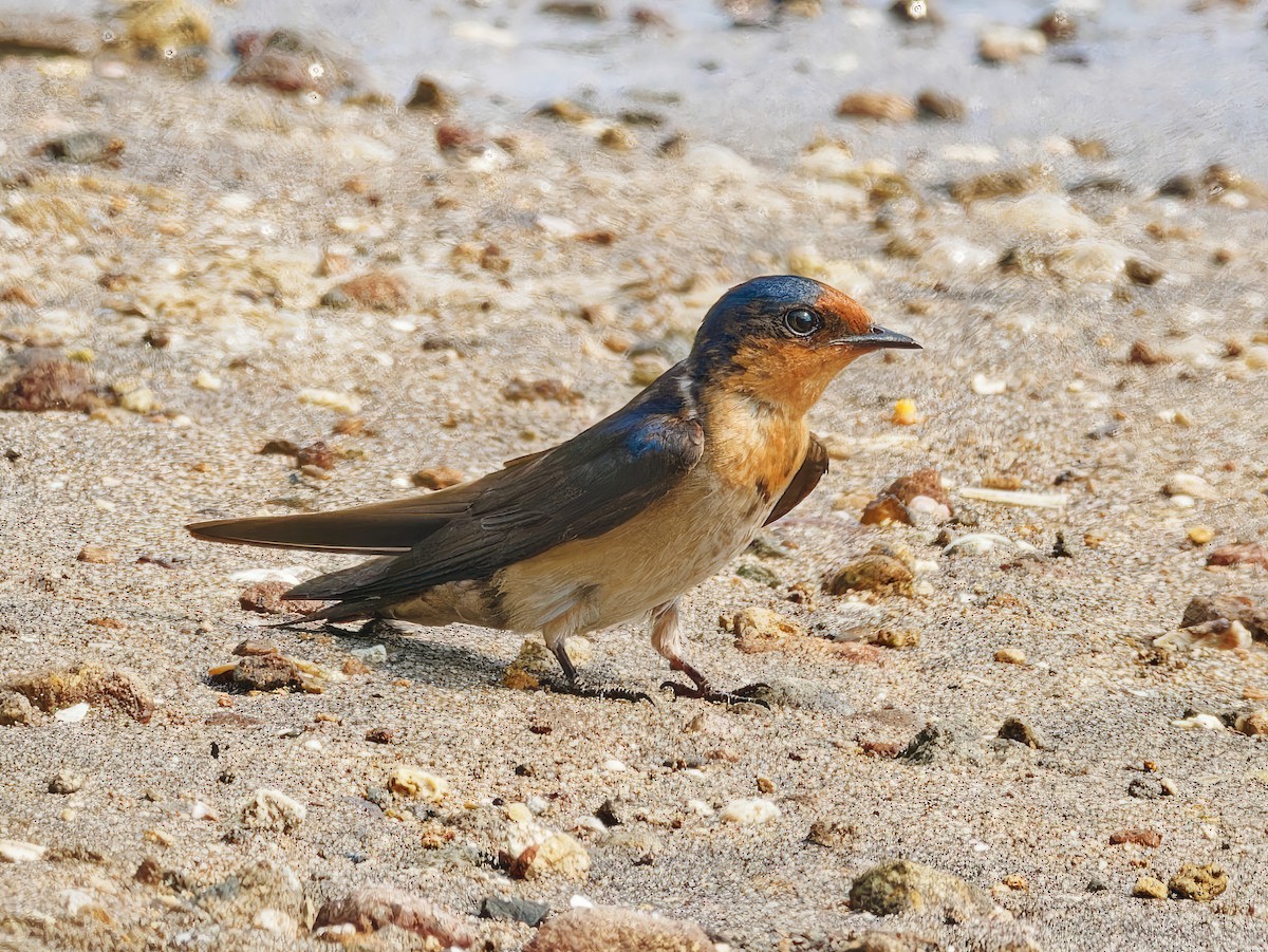 Pacific Swallow - ML573399811