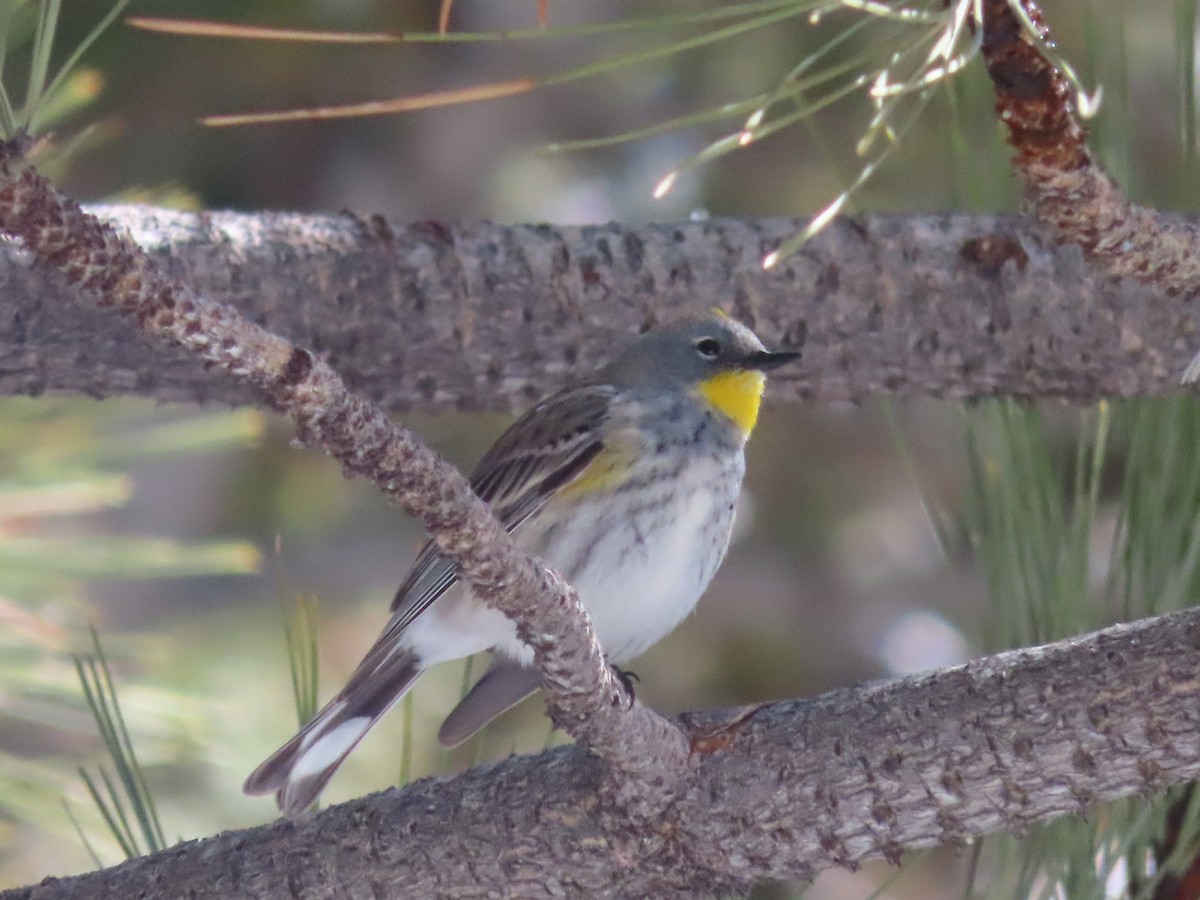 Yellow-rumped Warbler (Audubon's) - ML573401391