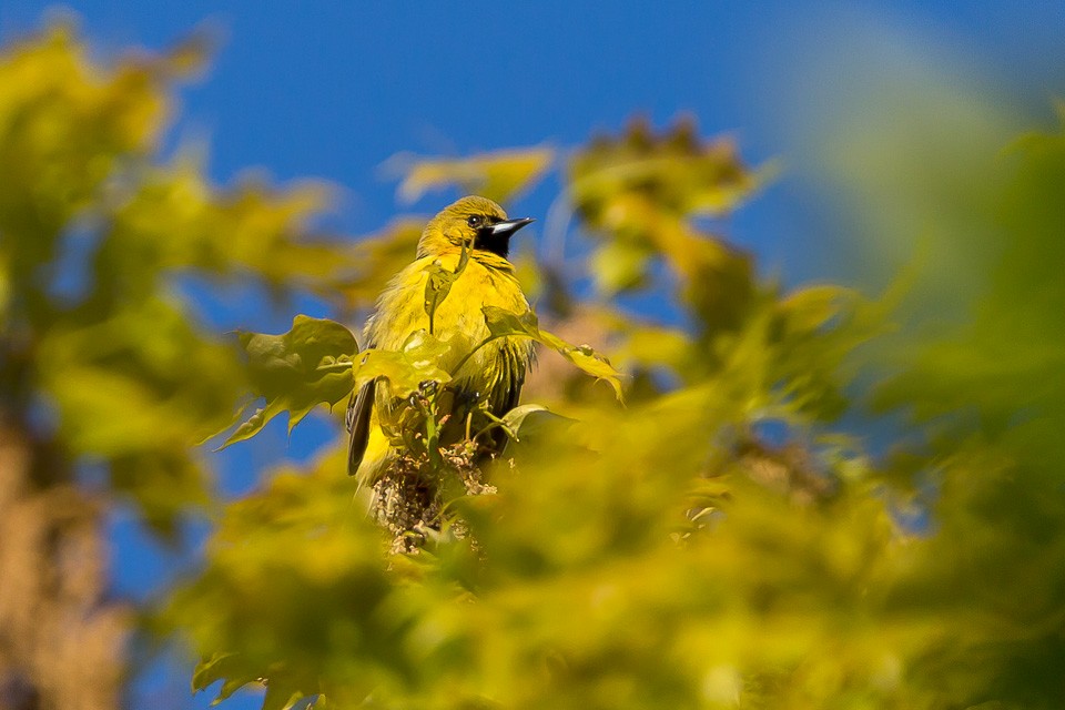 Orchard Oriole - ML57340431