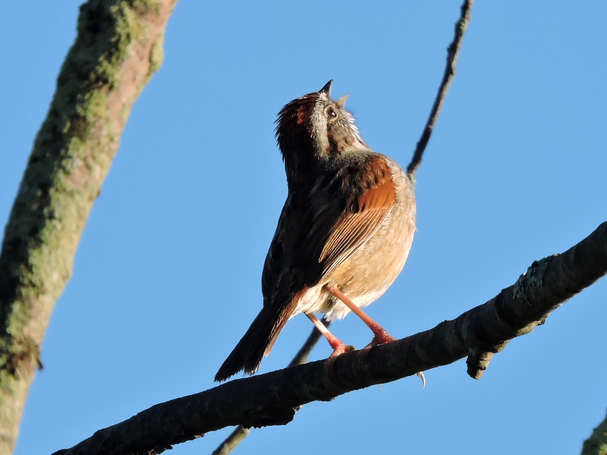 Swamp Sparrow - Bob Lane