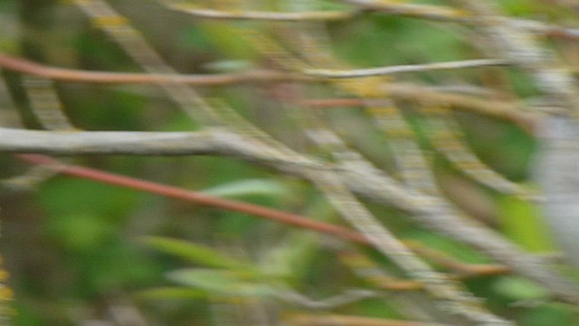 Golden-crowned Sparrow - ML573407651