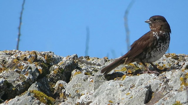 Fox Sparrow (Sooty) - ML573409741