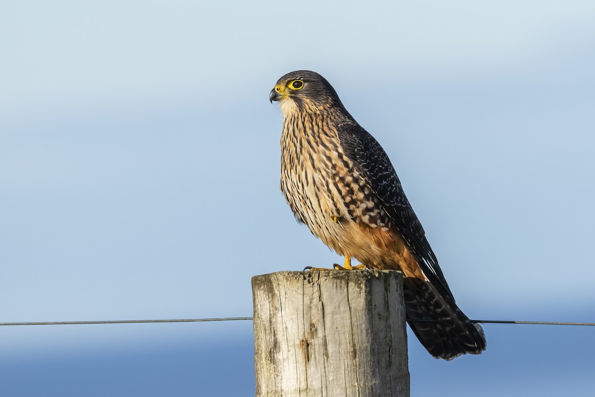 New Zealand Falcon - Glenda Rees