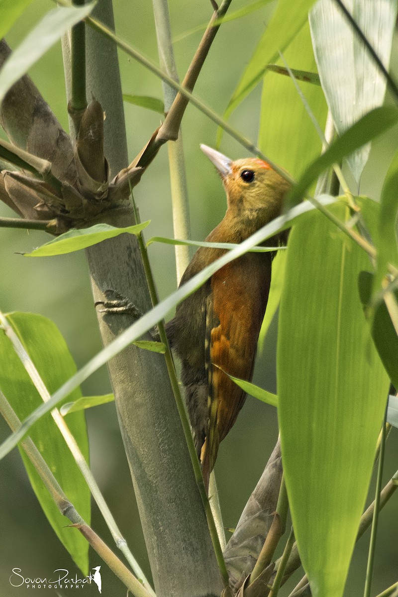 Pale-headed Woodpecker - ML573412981