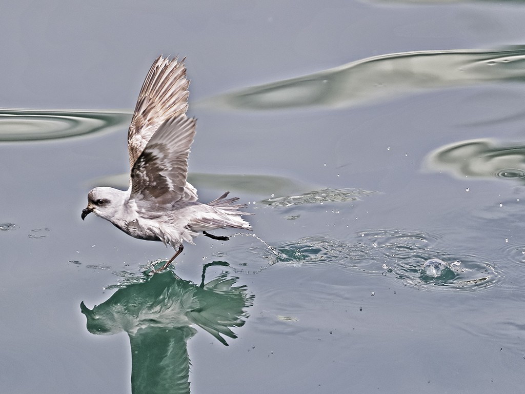 Fork-tailed Storm-Petrel - ML57341301