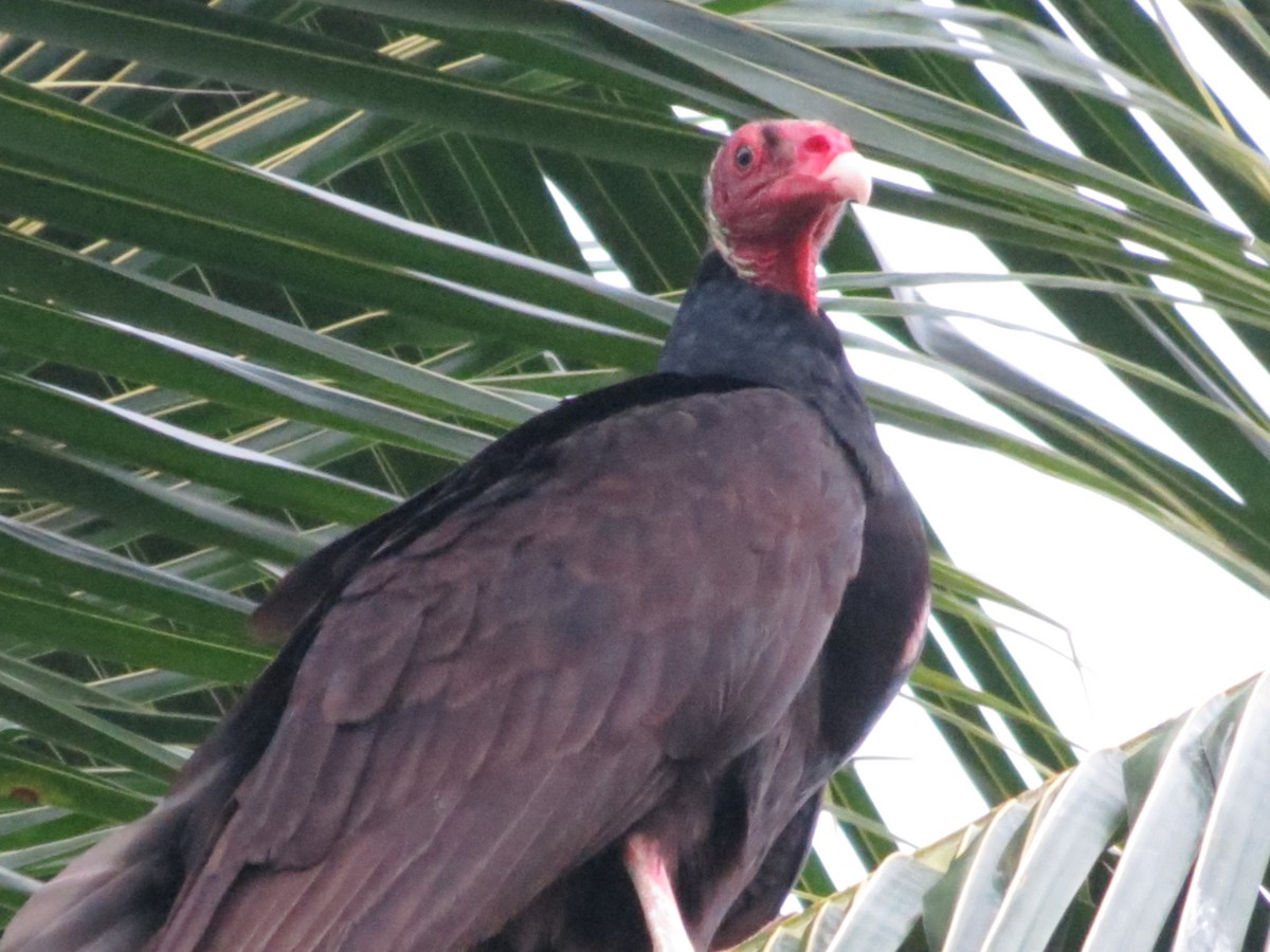 Turkey Vulture - ML573413681