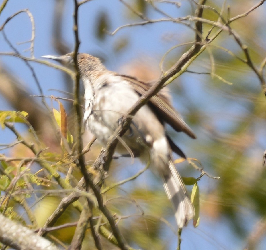 Timor Friarbird - ML573414841