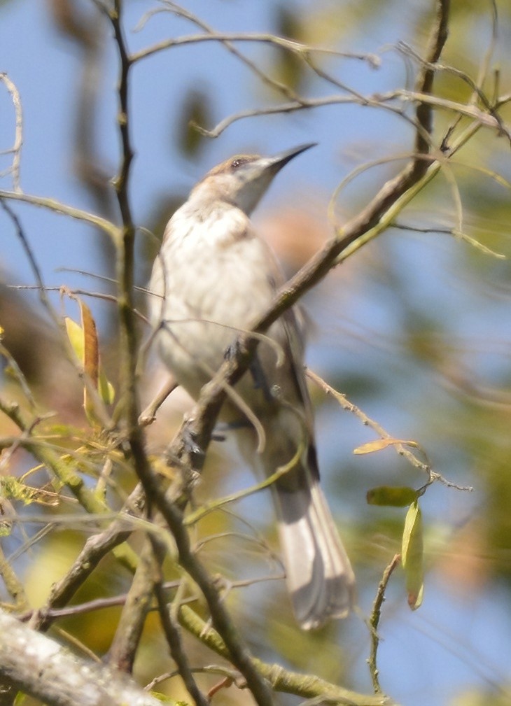 Timor Friarbird - ML573414851