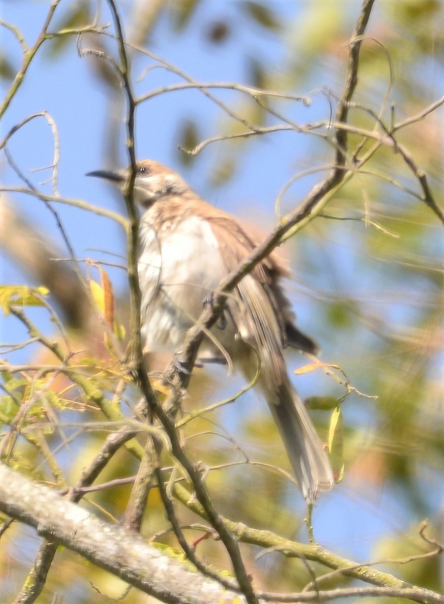 Timor Friarbird - ML573414871
