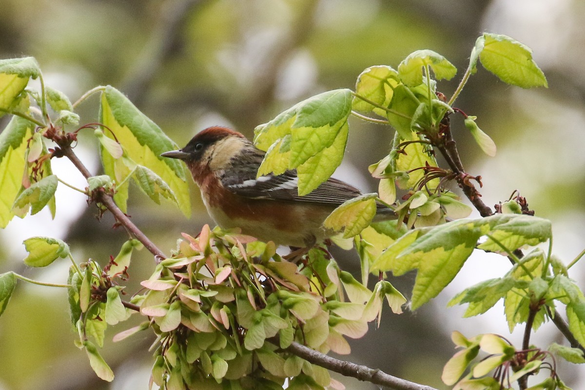 Bay-breasted Warbler - ML573428221