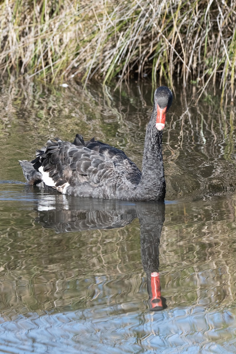 Black Swan - Owen  Lawton