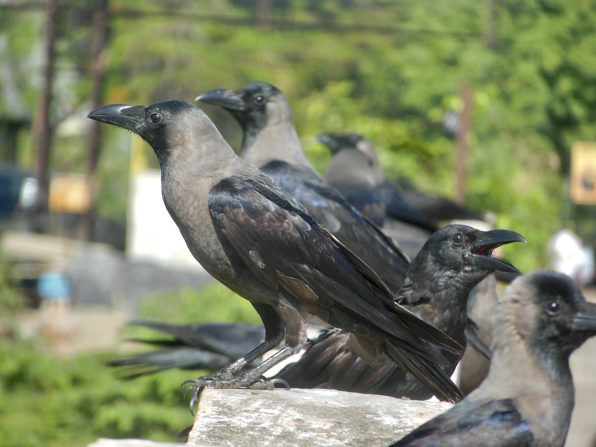 House Crow - Aryan Kunkekar