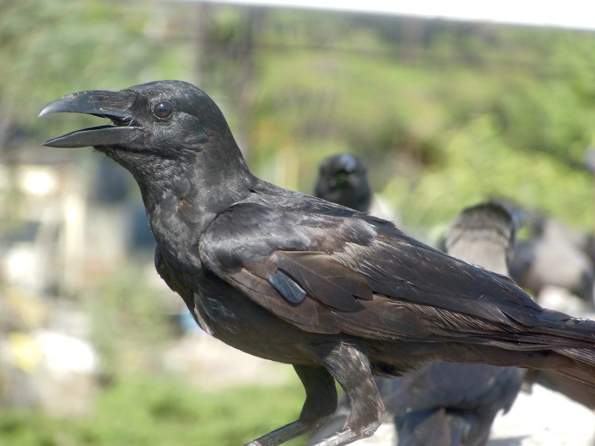 Large-billed Crow - ML573430151