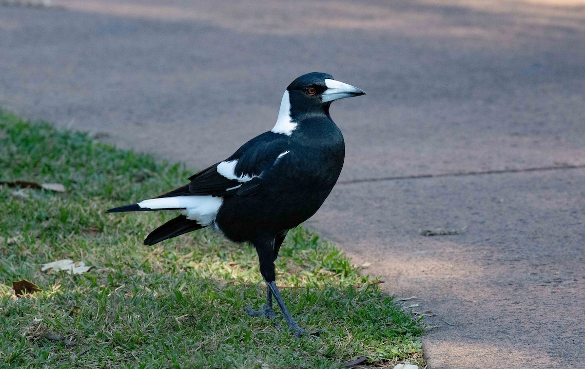 Australian Magpie (Black-backed) - ML573430851