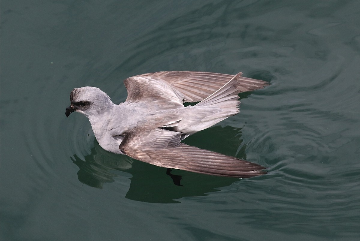 Fork-tailed Storm-Petrel - ML57343601