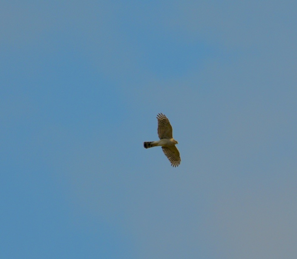 Eurasian Sparrowhawk - ML573437331