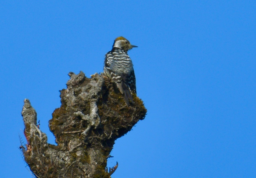 Brown-fronted Woodpecker - ML573437401