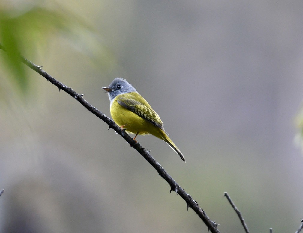 Gray-headed Canary-Flycatcher - ML573437481