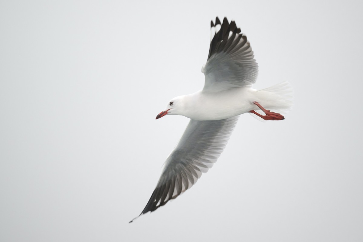 Silver Gull (Red-billed) - ML573438571