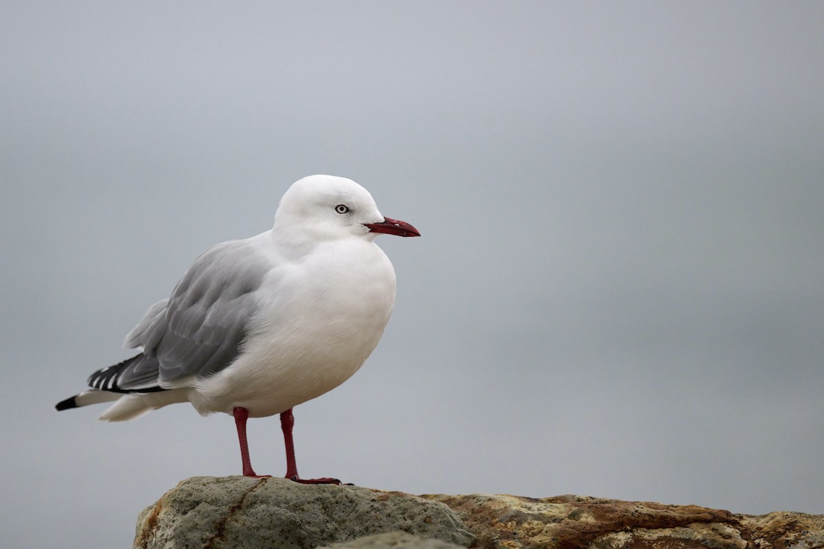 Silver Gull (Red-billed) - ML573438581