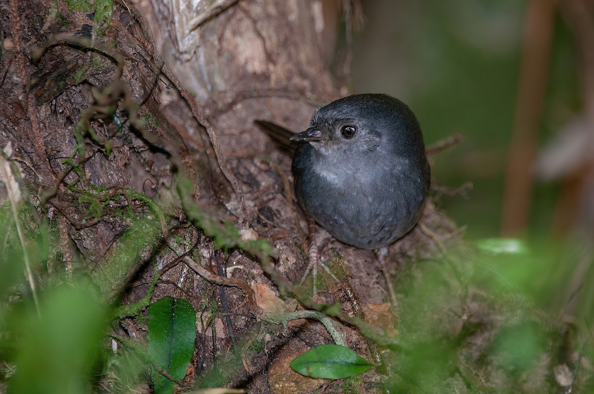 Planalto Tapaculo - Raphael Kurz -  Aves do Sul