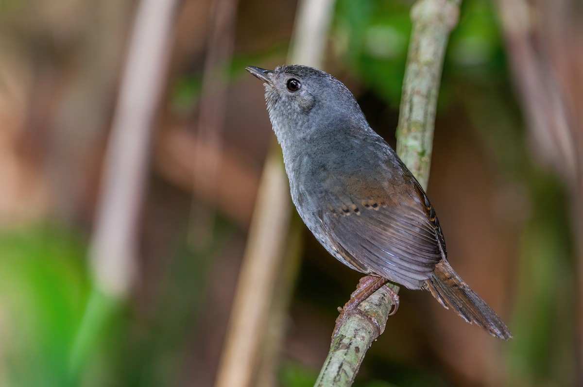 Planalto Tapaculo - ML573440501