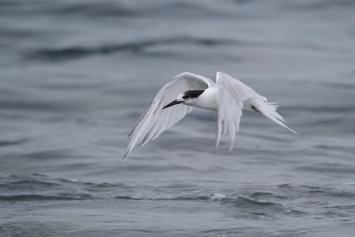 White-fronted Tern - ML573442571