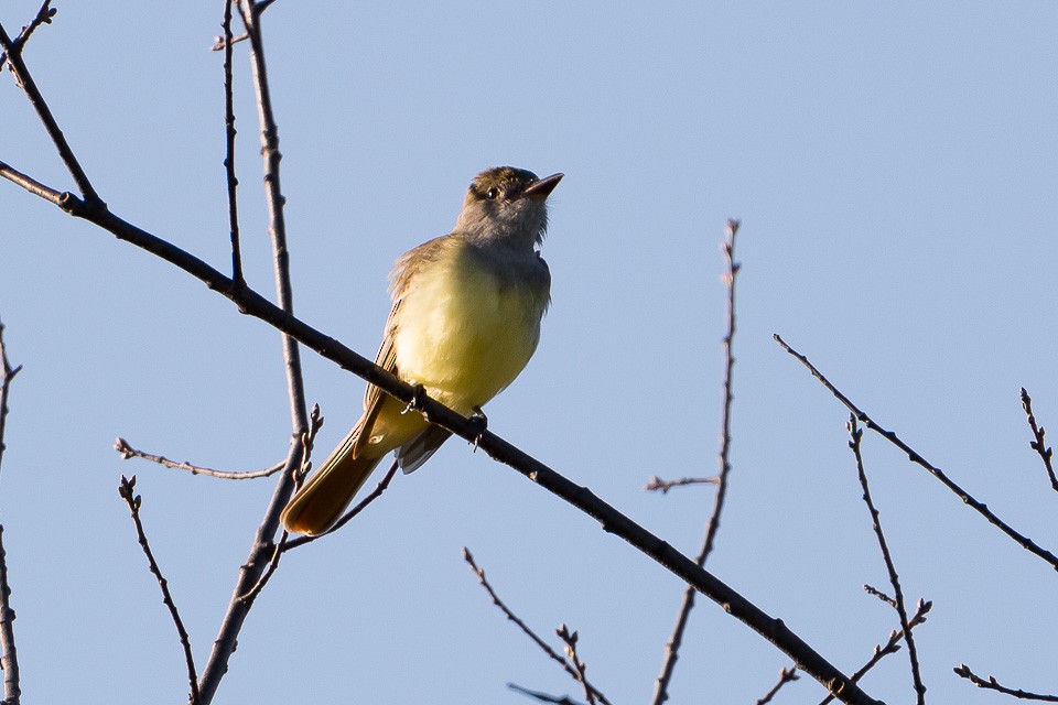Great Crested Flycatcher - ML57344511