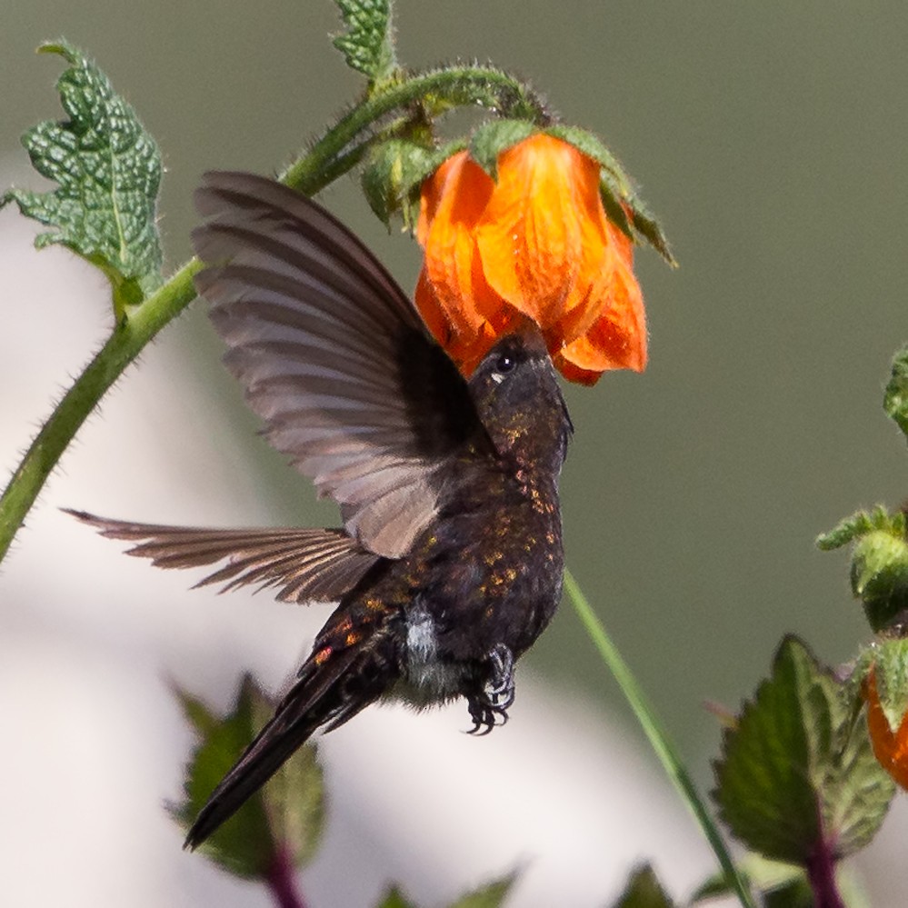 kolibřík mourovatý - ML57344941