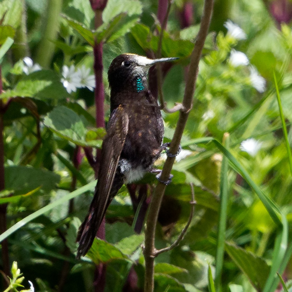 kolibřík mourovatý - ML57344951