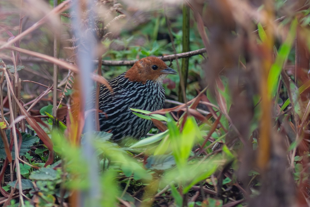 Striped Flufftail - Daniel Engelbrecht - Birding Ecotours