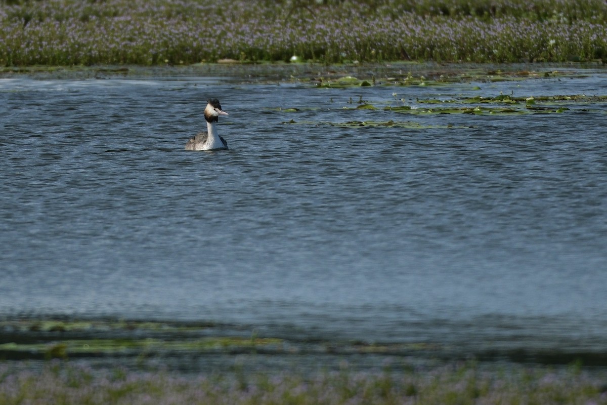 Great Crested Grebe - ML573452471