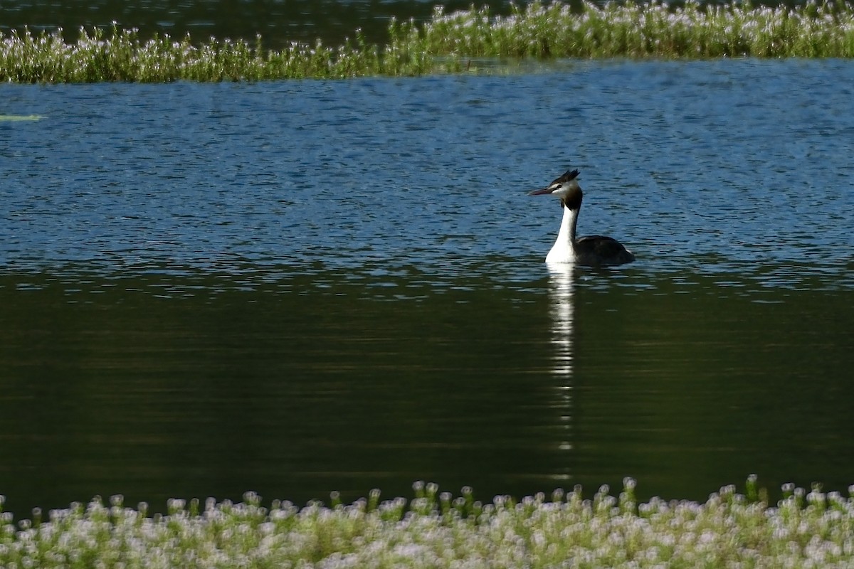 Great Crested Grebe - ML573452481