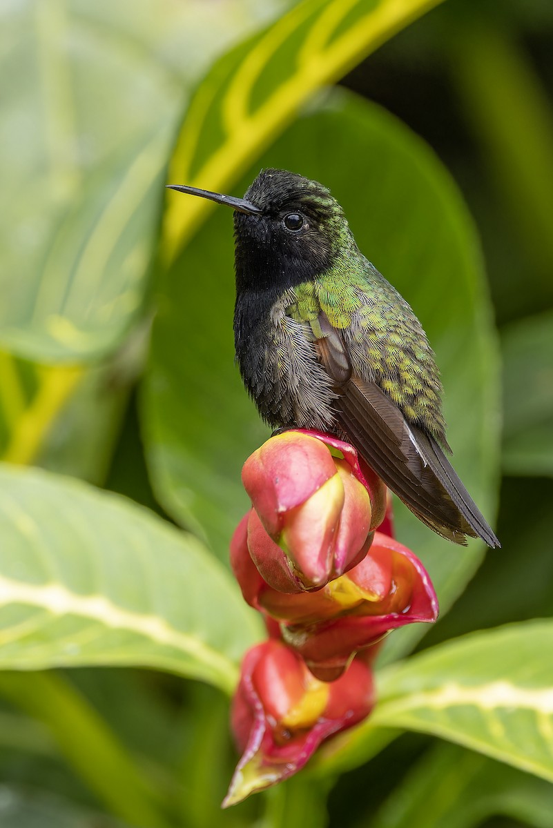 Black-bellied Hummingbird - ML573453861