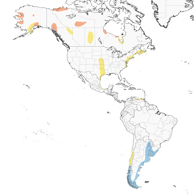 Distribution of the Hudsonian Godwit - Hudsonian Godwit - 