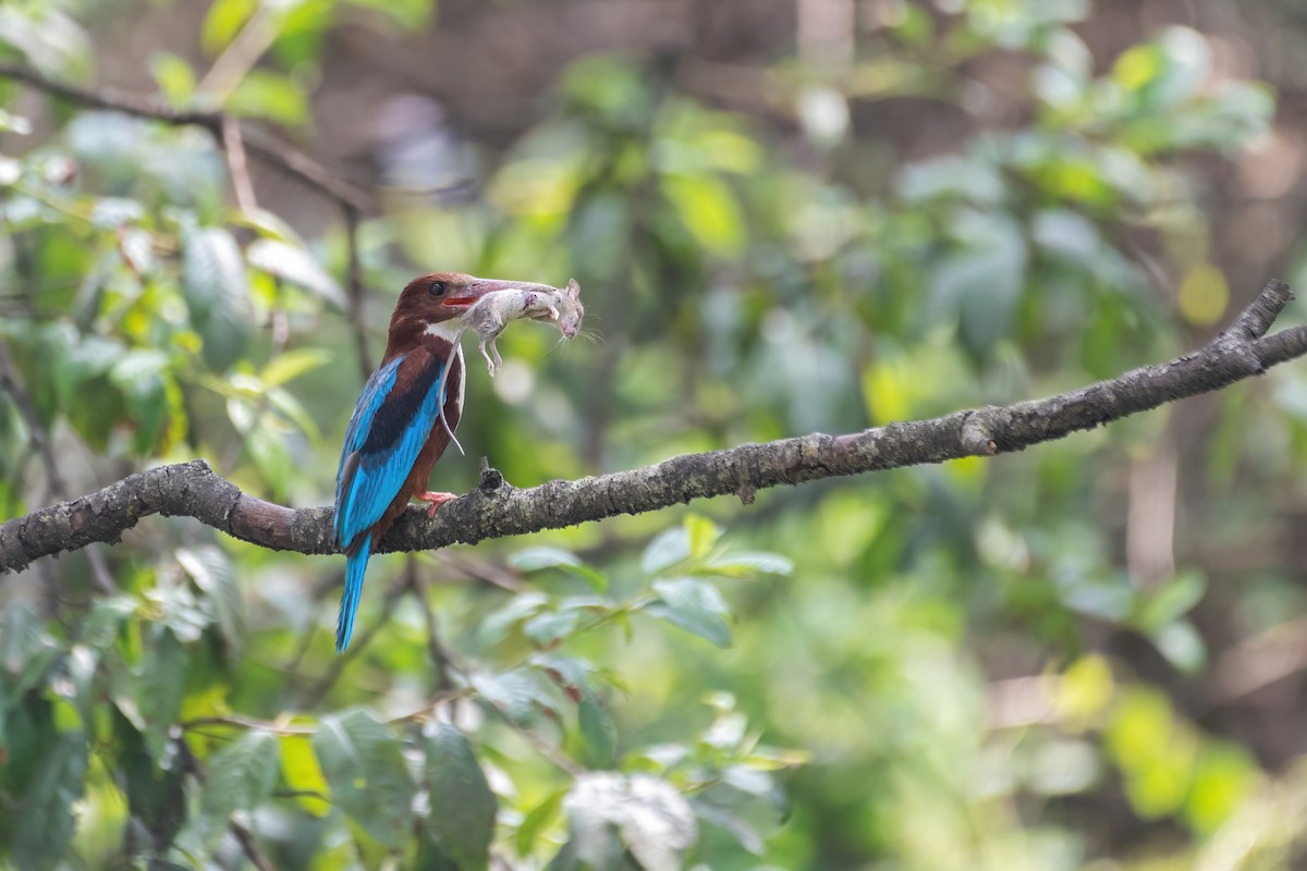 White-throated Kingfisher - Deepak Budhathoki 🦉