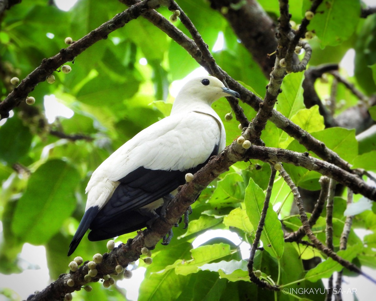 Pied Imperial-Pigeon - ML573460931