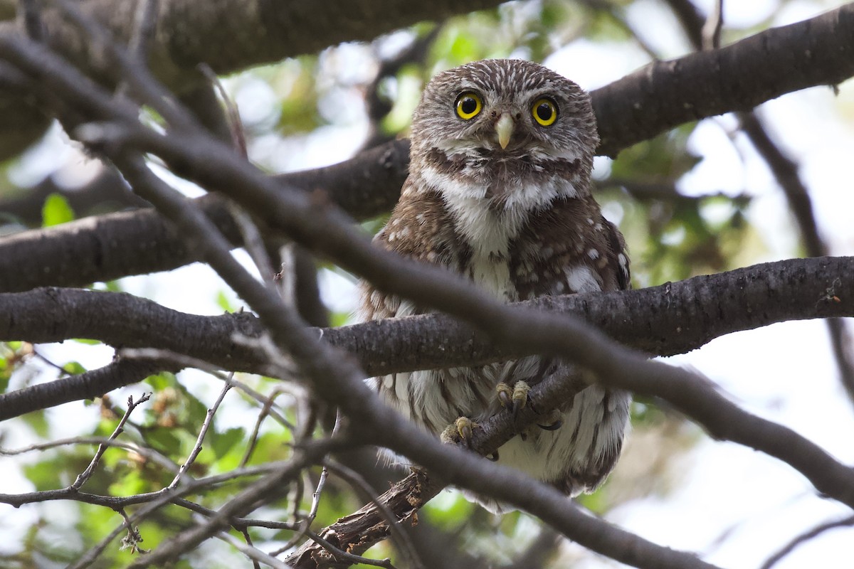 Austral Pygmy-Owl - Luciano Naka