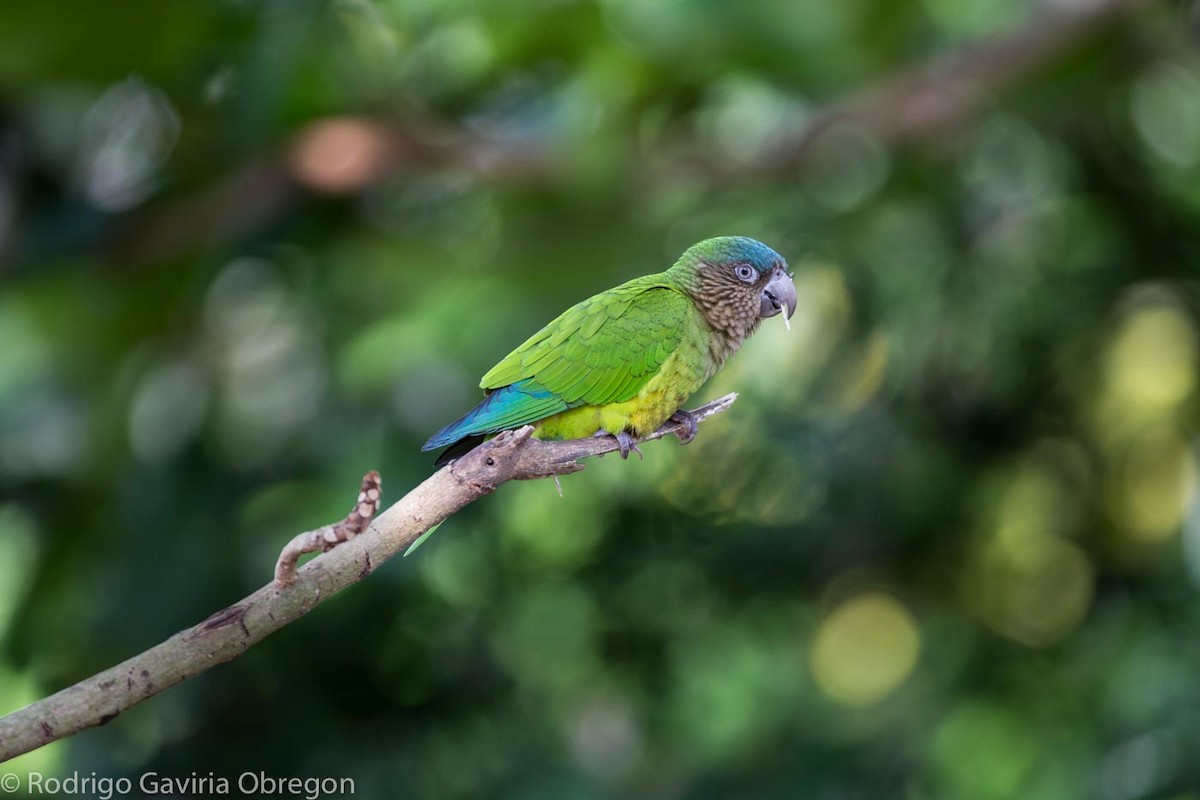 Brown-throated Parakeet - Rodrigo Gaviria O