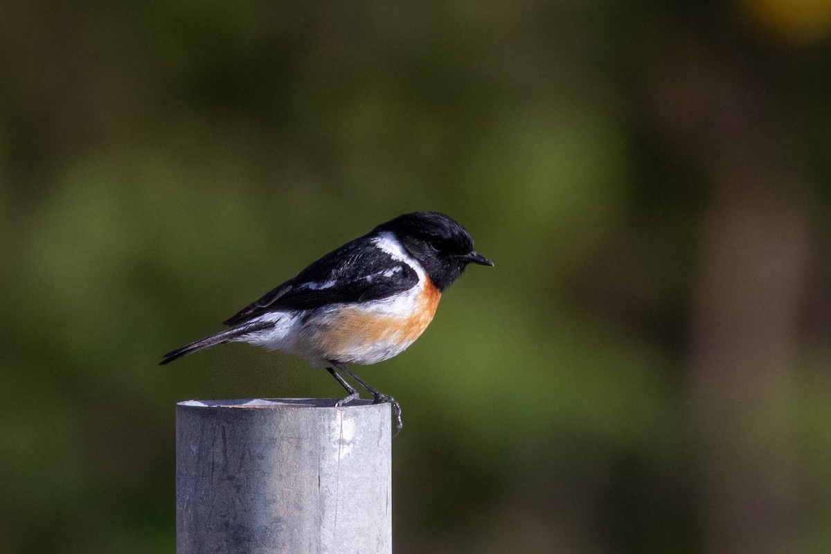 African Stonechat - ML573474371