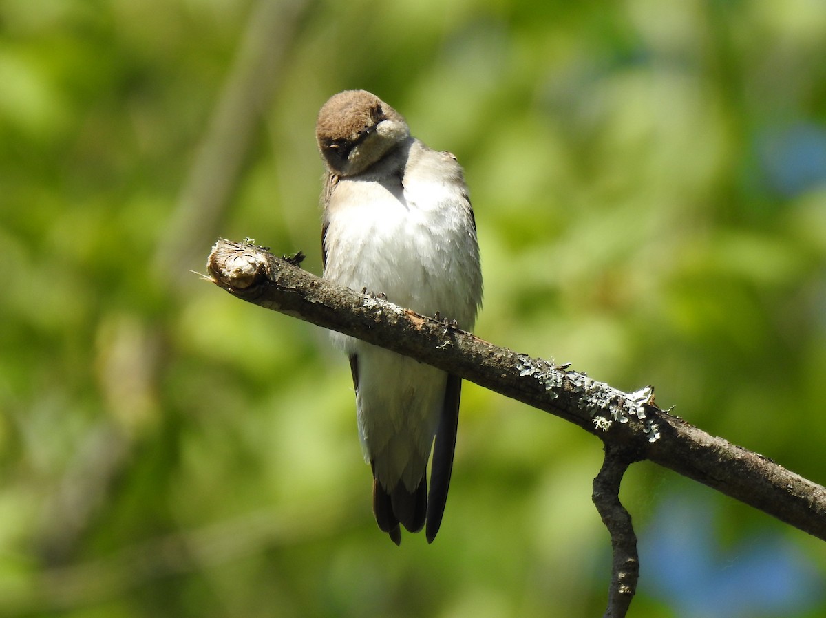 Northern Rough-winged Swallow - ML573477481